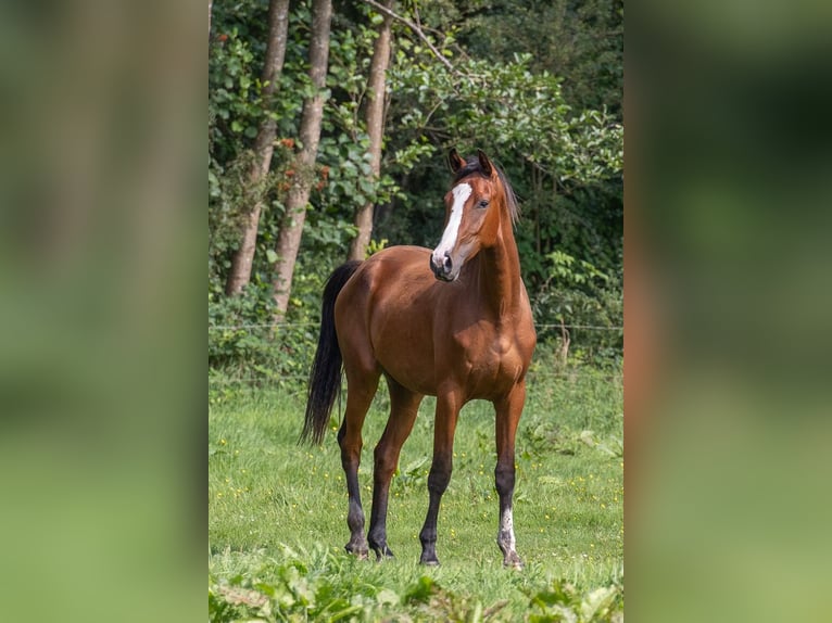 Holsteiner Ruin 2 Jaar Bruin in Horst