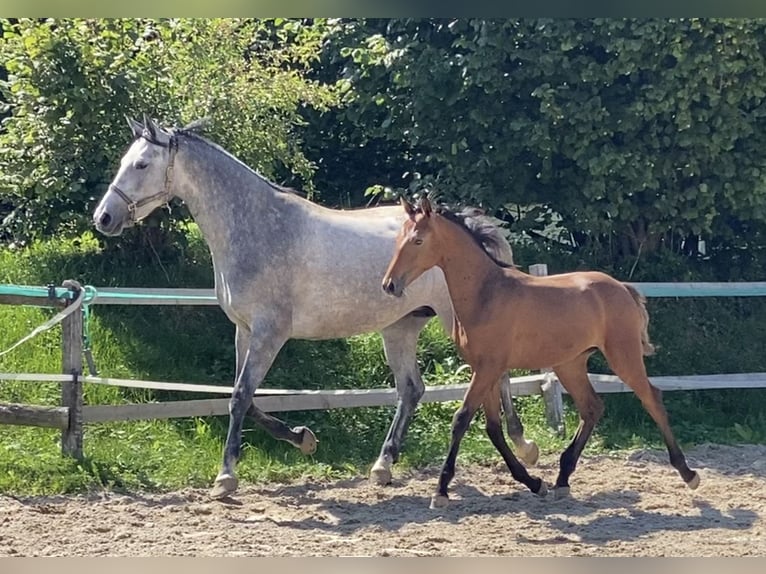 Holsteiner Ruin 3 Jaar 160 cm Bruin in Traunreut