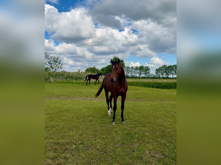 Holsteiner Ruin 3 Jaar 162 cm Bruin in Mildstedt