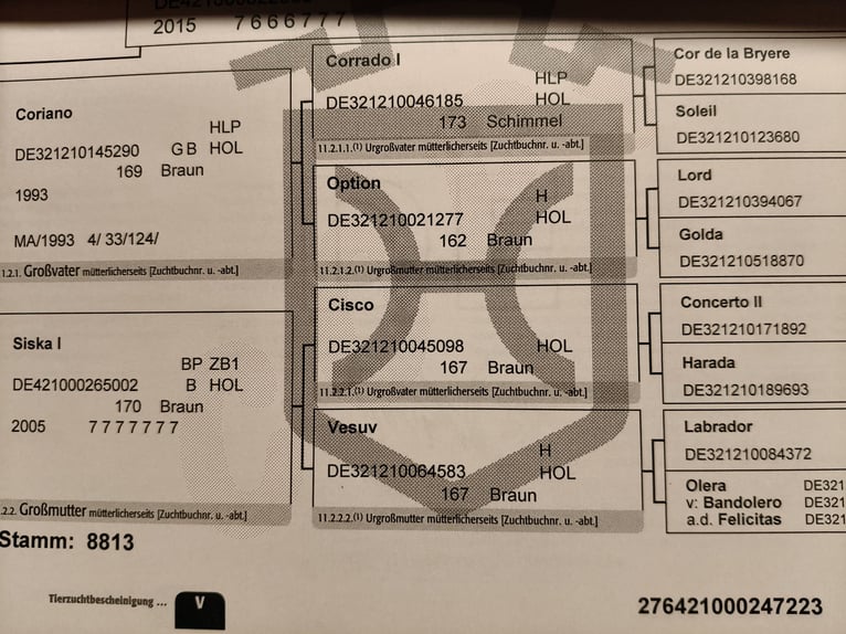 Holsteiner Ruin 3 Jaar 163 cm Vos in Malente