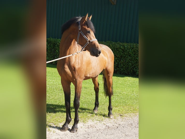 Holsteiner Ruin 3 Jaar 165 cm Bruin in Bargenstedt