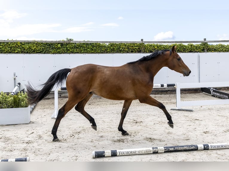 Holsteiner Ruin 3 Jaar 165 cm Bruin in Waddinxveen