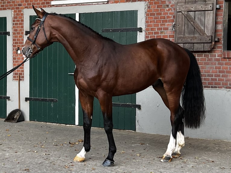 Holsteiner Ruin 3 Jaar 168 cm Bruin in Averlak