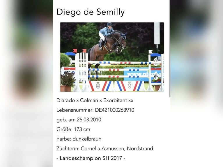 Holsteiner Ruin 3 Jaar 170 cm Bruin in Sch&#xFC;lp bei NortorfD&#xE4;tgen