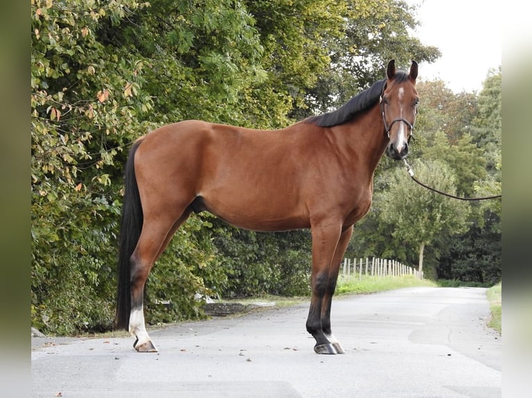 Holsteiner Ruin 3 Jaar 170 cm Bruin in Verl