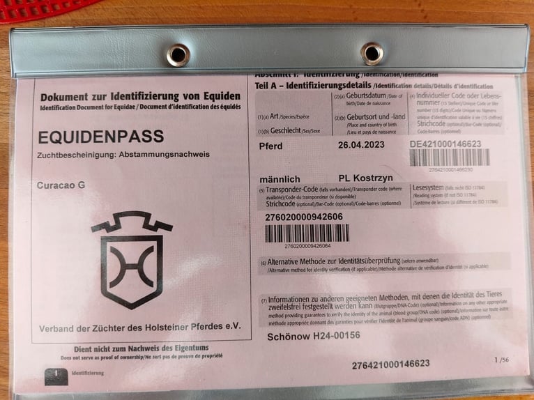 Holsteiner Ruin 3 Jaar 170 cm Zwart in Wroblowice