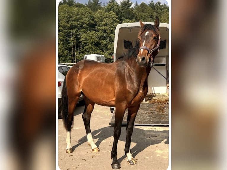 Holsteiner Ruin 3 Jaar 173 cm Bruin in Paderborn