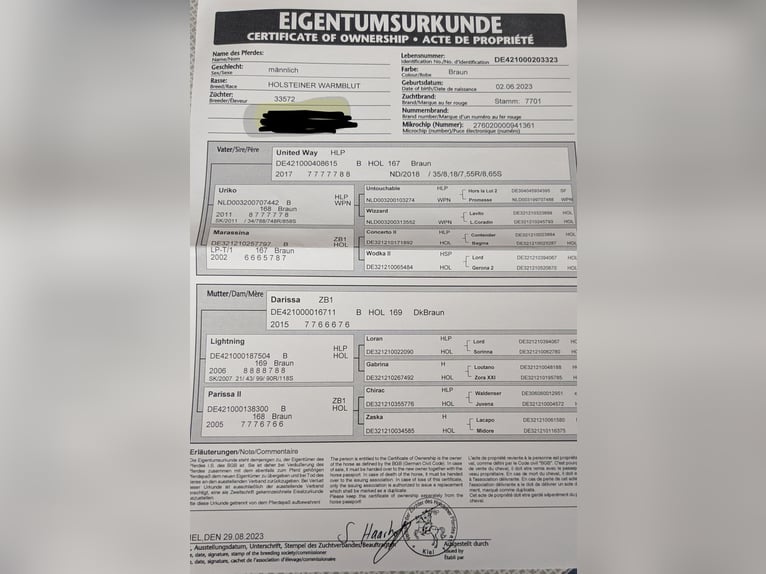 Holsteiner Ruin 3 Jaar 175 cm Bruin in Bünsdorf