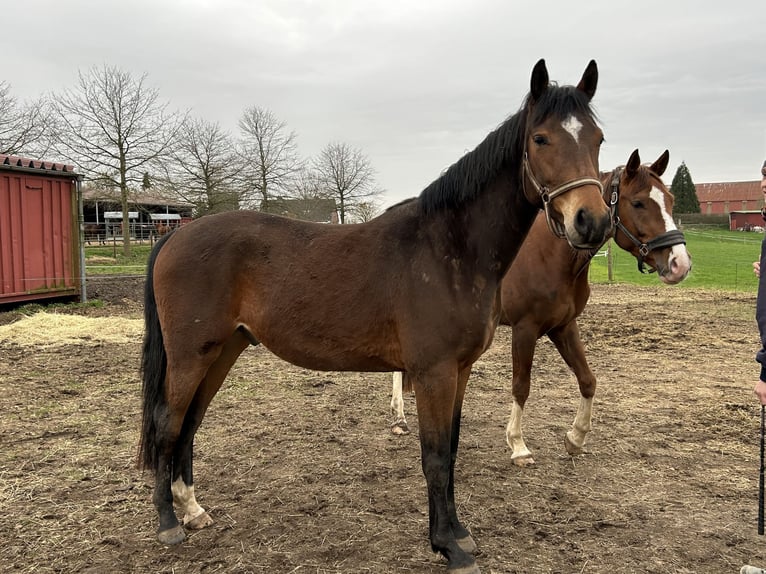 Holsteiner Ruin 4 Jaar 163 cm Bruin in Ganschow