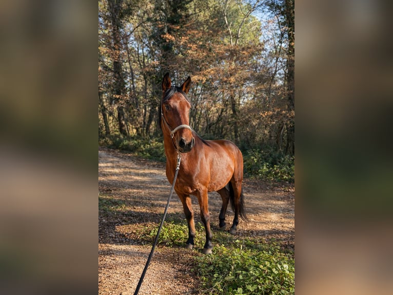 Holsteiner Mix Ruin 4 Jaar 164 cm Bruin in Poreč