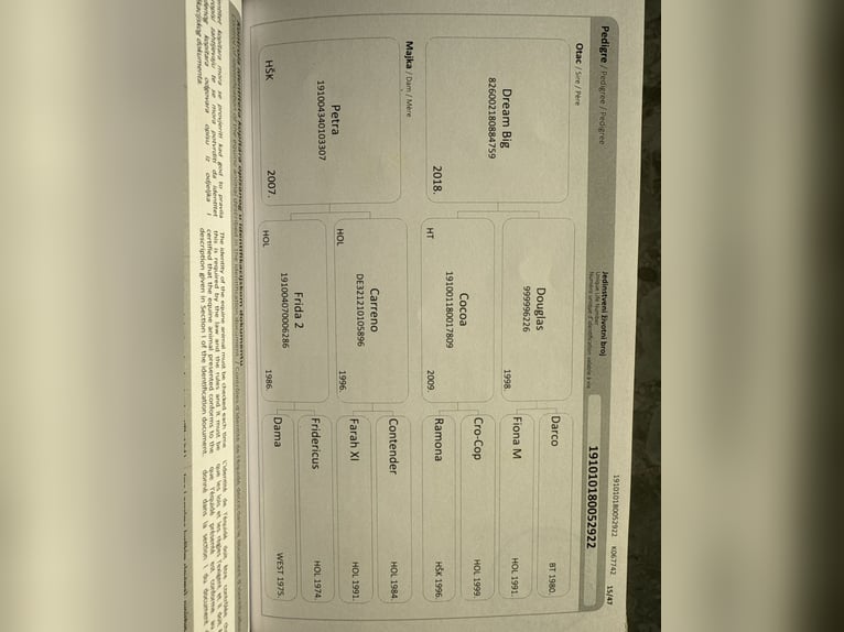 Holsteiner Mix Ruin 4 Jaar 164 cm Bruin in Poreč