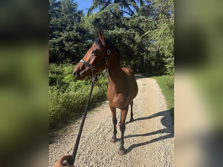 Holsteiner Mix Ruin 4 Jaar 164 cm Bruin in Poreč