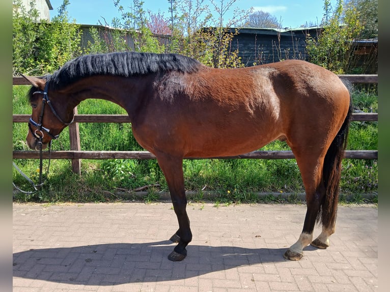 Holsteiner Ruin 4 Jaar 164 cm Bruin in Viöl