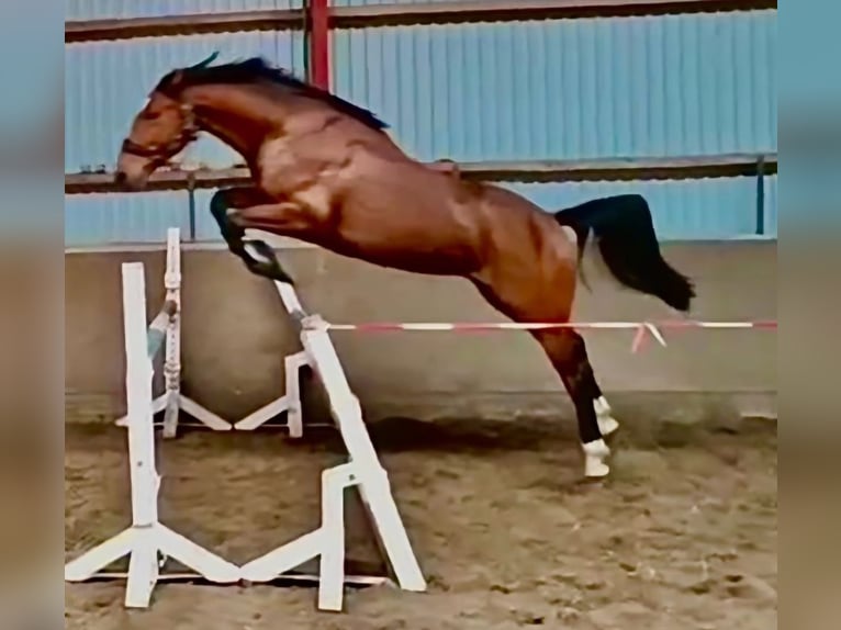 Holsteiner Ruin 4 Jaar 165 cm Bruin in Husum