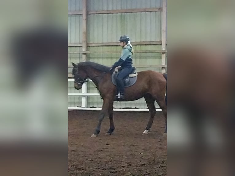 Holsteiner Ruin 4 Jaar 165 cm Bruin in Weddingstedt