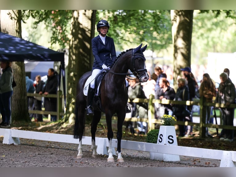 Holsteiner Ruin 4 Jaar 165 cm Zwartbruin in Tarp