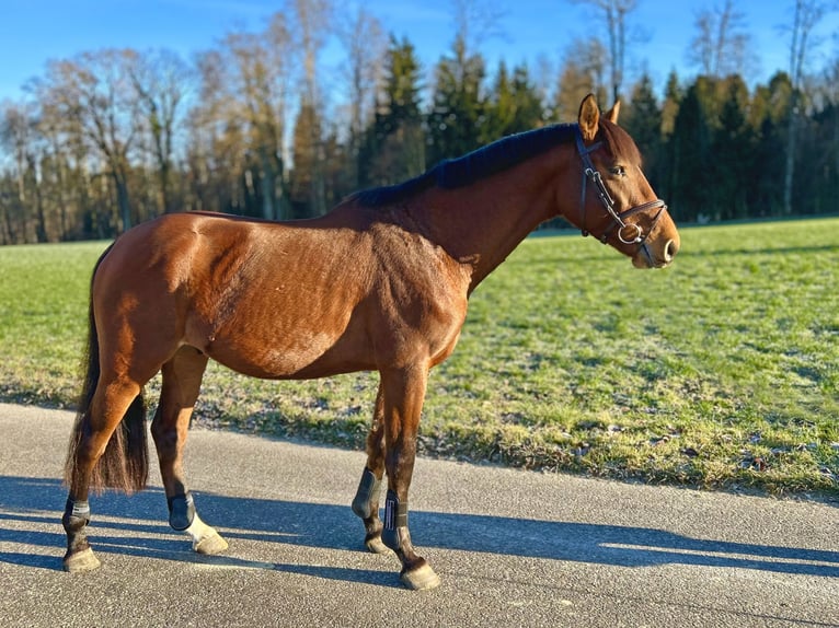 Holsteiner Ruin 4 Jaar 167 cm Bruin in Oberdorf