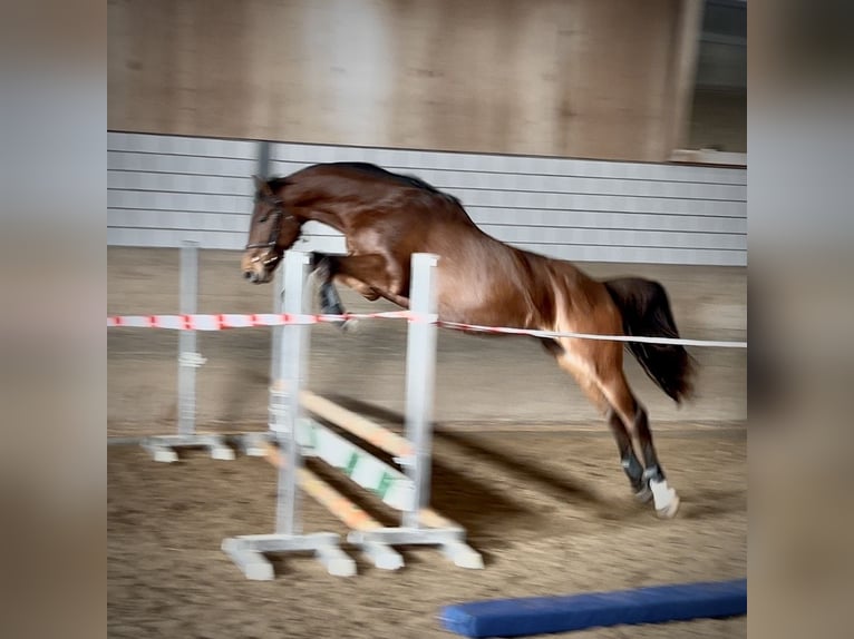 Holsteiner Ruin 4 Jaar 167 cm Bruin in Oberdorf
