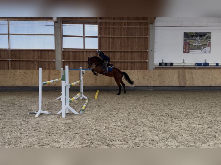 Holsteiner Ruin 4 Jaar 169 cm Bruin in Erharting