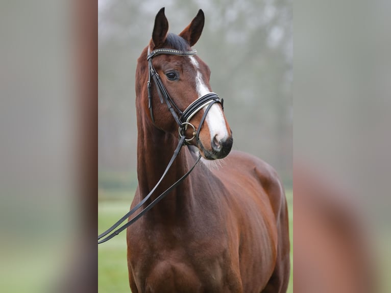 Holsteiner Ruin 4 Jaar 169 cm Bruin in Rickling