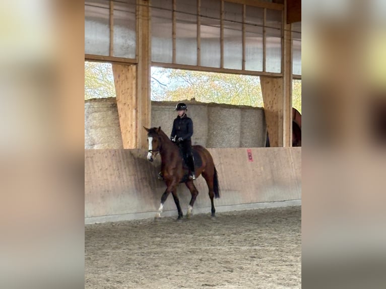 Holsteiner Ruin 4 Jaar 170 cm Bruin in Horst