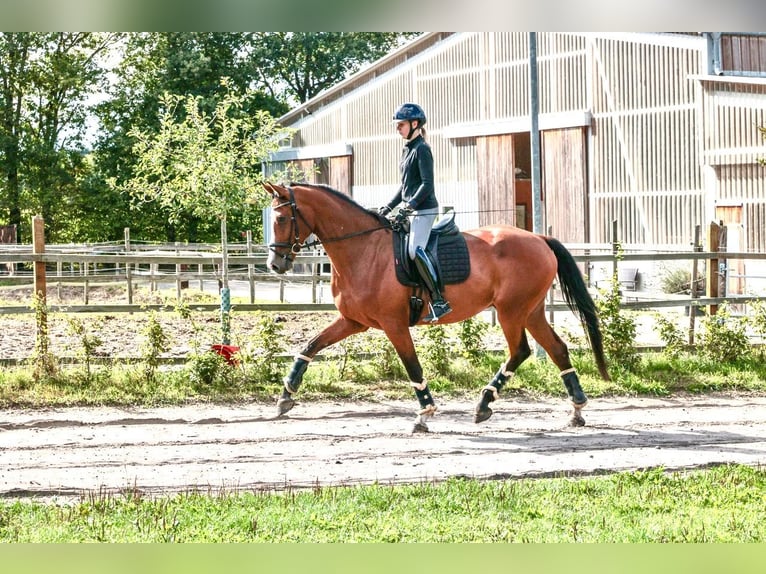 Holsteiner Ruin 4 Jaar 170 cm Bruin in Horst