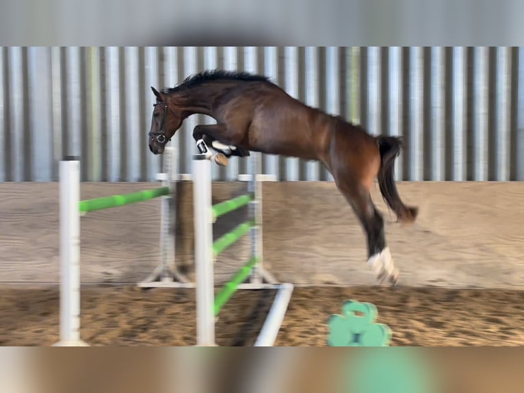 Holsteiner Ruin 4 Jaar 170 cm Bruin in Wangels