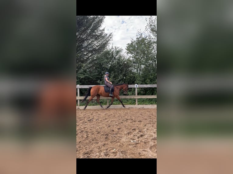 Holsteiner Ruin 4 Jaar 170 cm Bruin in Horstedt