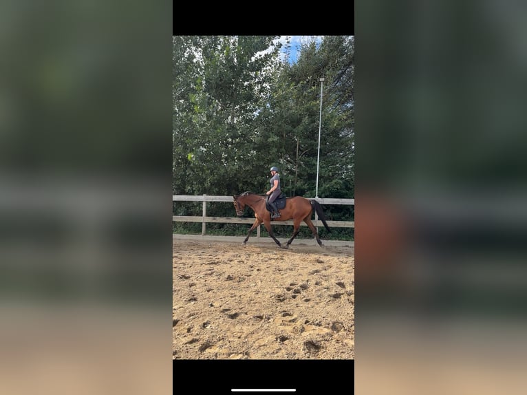 Holsteiner Ruin 4 Jaar 170 cm Bruin in Horstedt