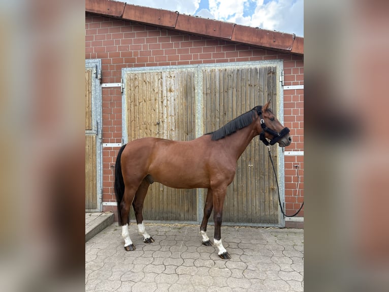 Holsteiner Ruin 4 Jaar 170 cm Bruin in Isernhagen