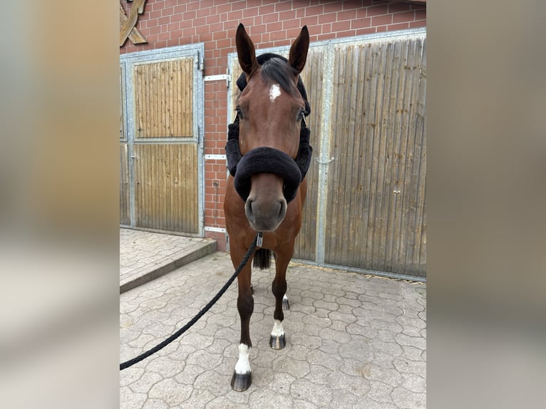 Holsteiner Ruin 4 Jaar 170 cm Bruin in Isernhagen