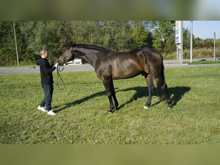 Holsteiner Ruin 4 Jaar 172 cm Bruin in Noville