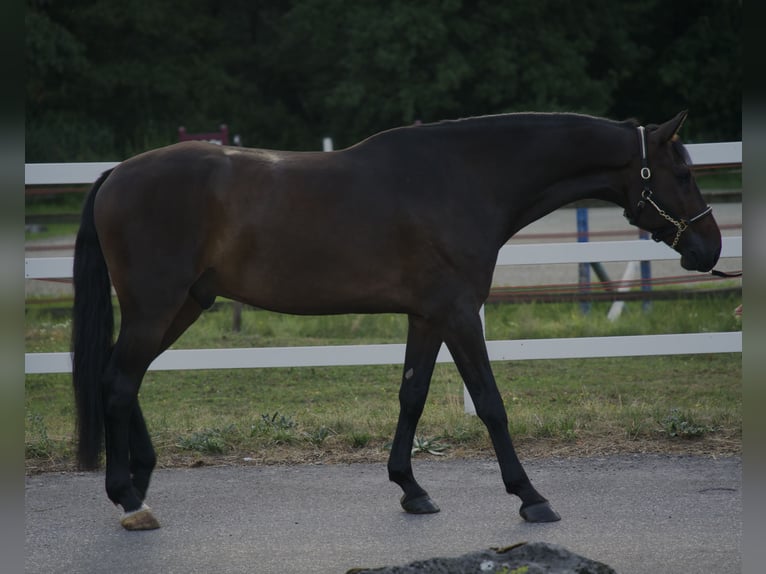 Holsteiner Ruin 4 Jaar 174 cm Zwartbruin in Noville