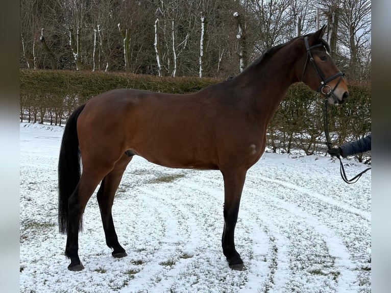 Holsteiner Ruin 4 Jaar 175 cm Bruin in Immenstedt