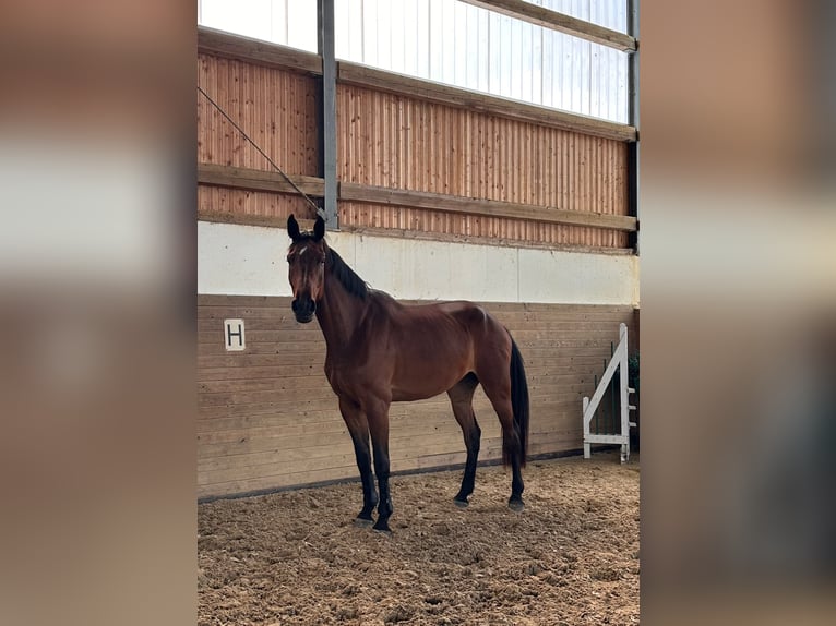 Holsteiner Ruin 4 Jaar 175 cm Bruin in Chemnitz