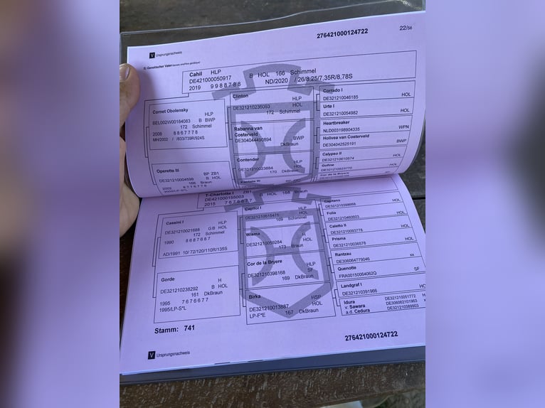 Holsteiner Ruin 4 Jaar Bruin in Traunreut