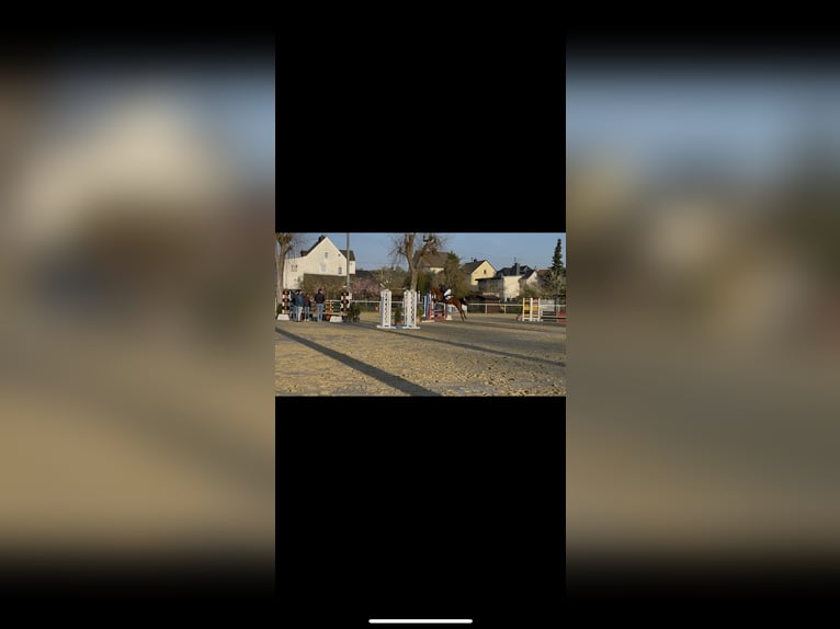 Holsteiner Ruin 5 Jaar 160 cm Vos in Hahnstätten