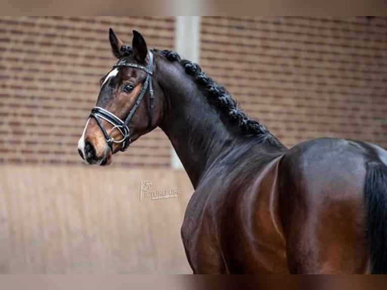 Holsteiner Ruin 5 Jaar 162 cm Bruin in Goch