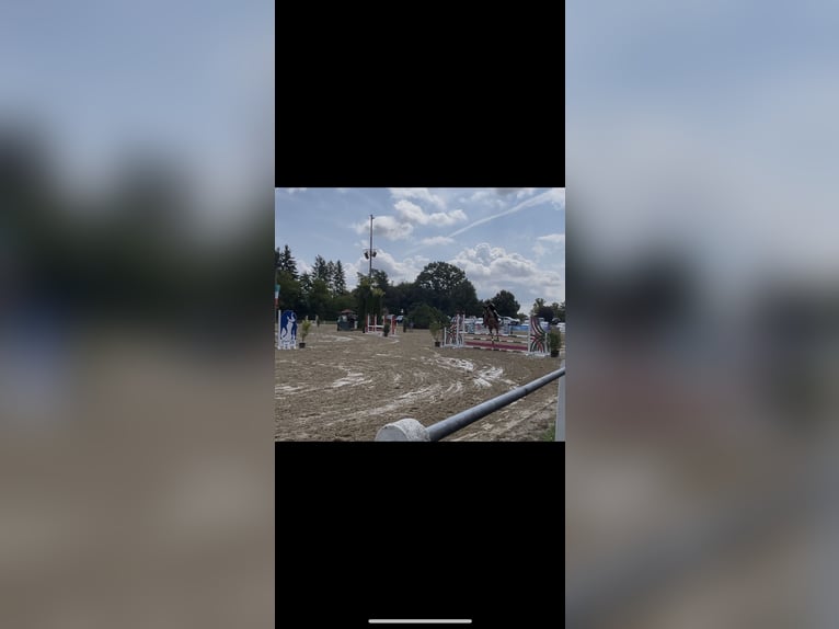 Holsteiner Ruin 5 Jaar 162 cm Vos in Hahnst&#xE4;tten