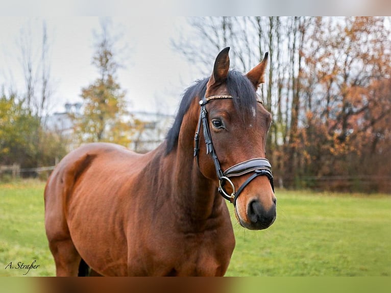 Holsteiner Ruin 5 Jaar 163 cm Bruin in Freilassing