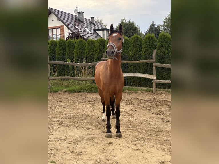 Holsteiner Ruin 5 Jaar 164 cm Bruin in Kozierów