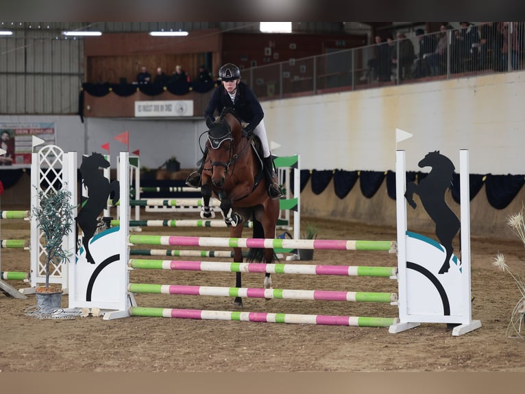 Holsteiner Ruin 5 Jaar 164 cm Bruin in NIEDERZEUZHEIM