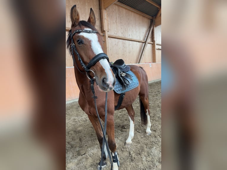 Holsteiner Ruin 5 Jaar 164 cm Bruin in Krumstedt