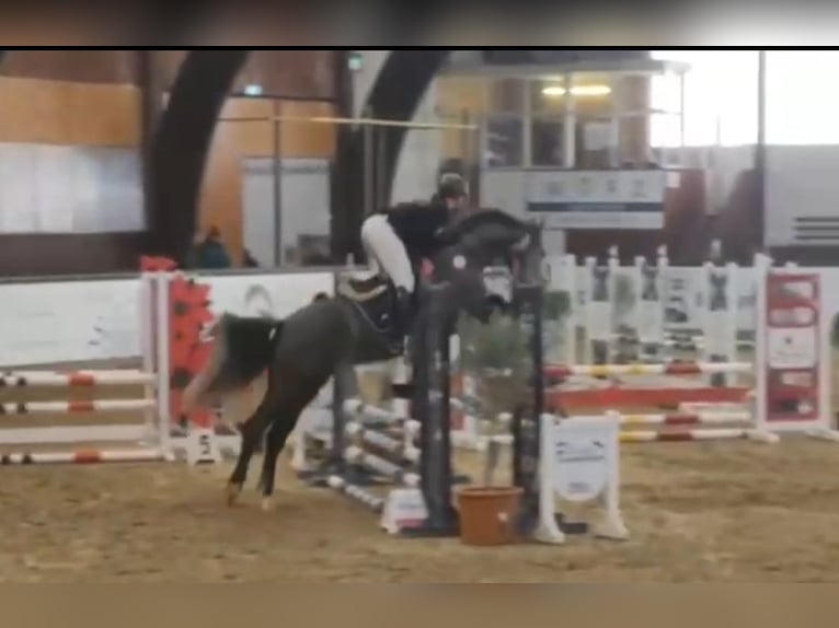 Holsteiner Ruin 5 Jaar 164 cm Zwartschimmel in Bad Homburg vor der HöheBad Homburg