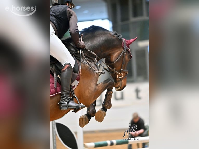 Holsteiner Ruin 5 Jaar 165 cm Bruin in Landau in der Pfalz