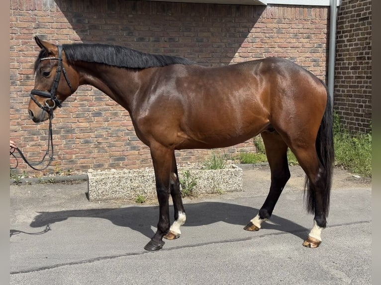 Holsteiner Ruin 5 Jaar 165 cm Donkerbruin in Niederkassel