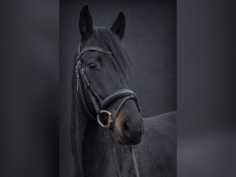 Holsteiner Ruin 5 Jaar 165 cm Zwartbruin in Kollmoor