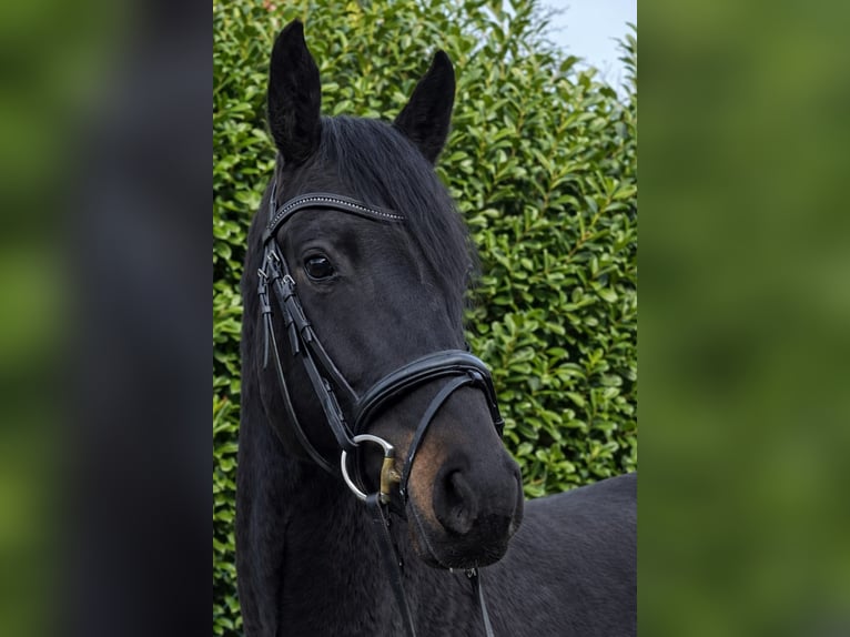 Holsteiner Ruin 5 Jaar 165 cm Zwartbruin in Kollmoor