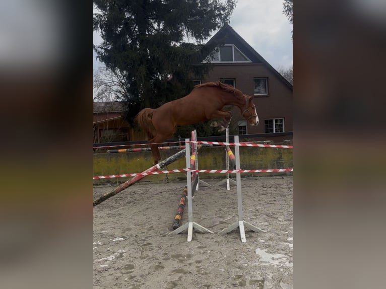 Holsteiner Ruin 5 Jaar 166 cm Vos in Frelsdorf
