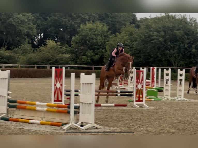 Holsteiner Ruin 5 Jaar 166 cm Vos in Frelsdorf